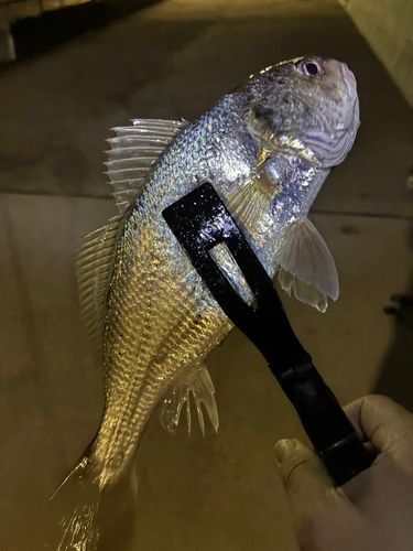 イシモチの釣果