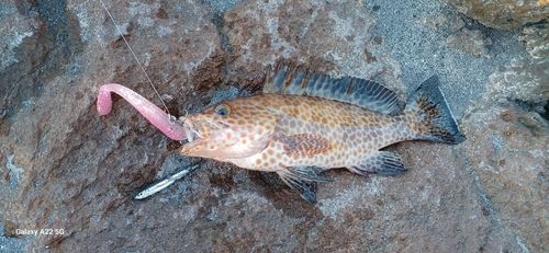 オオモンハタの釣果