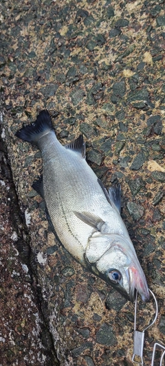 ヒラスズキの釣果