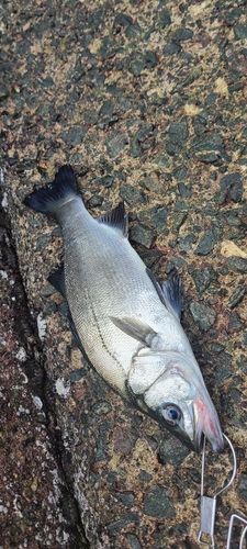 ヒラスズキの釣果