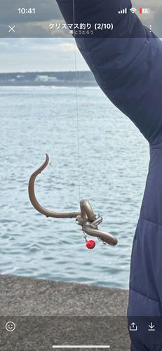 ダイナンウミヘビの釣果