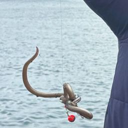 ダイナンウミヘビ