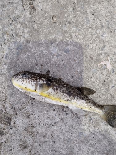 クサフグの釣果