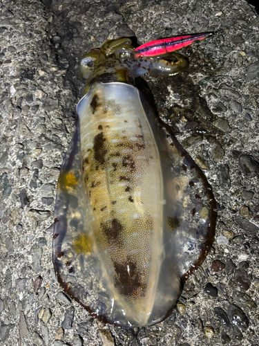 アオリイカの釣果