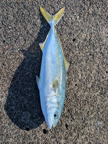 コズクラの釣果