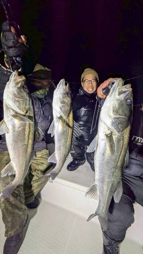 シーバスの釣果