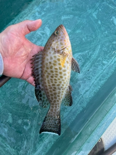 オオモンハタの釣果