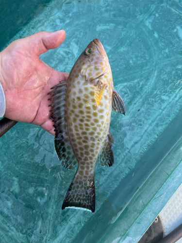 オオモンハタの釣果