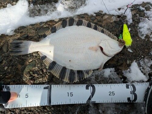 カワガレイの釣果