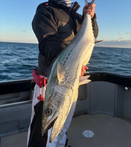 サワラの釣果