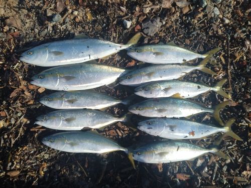 フクラギの釣果