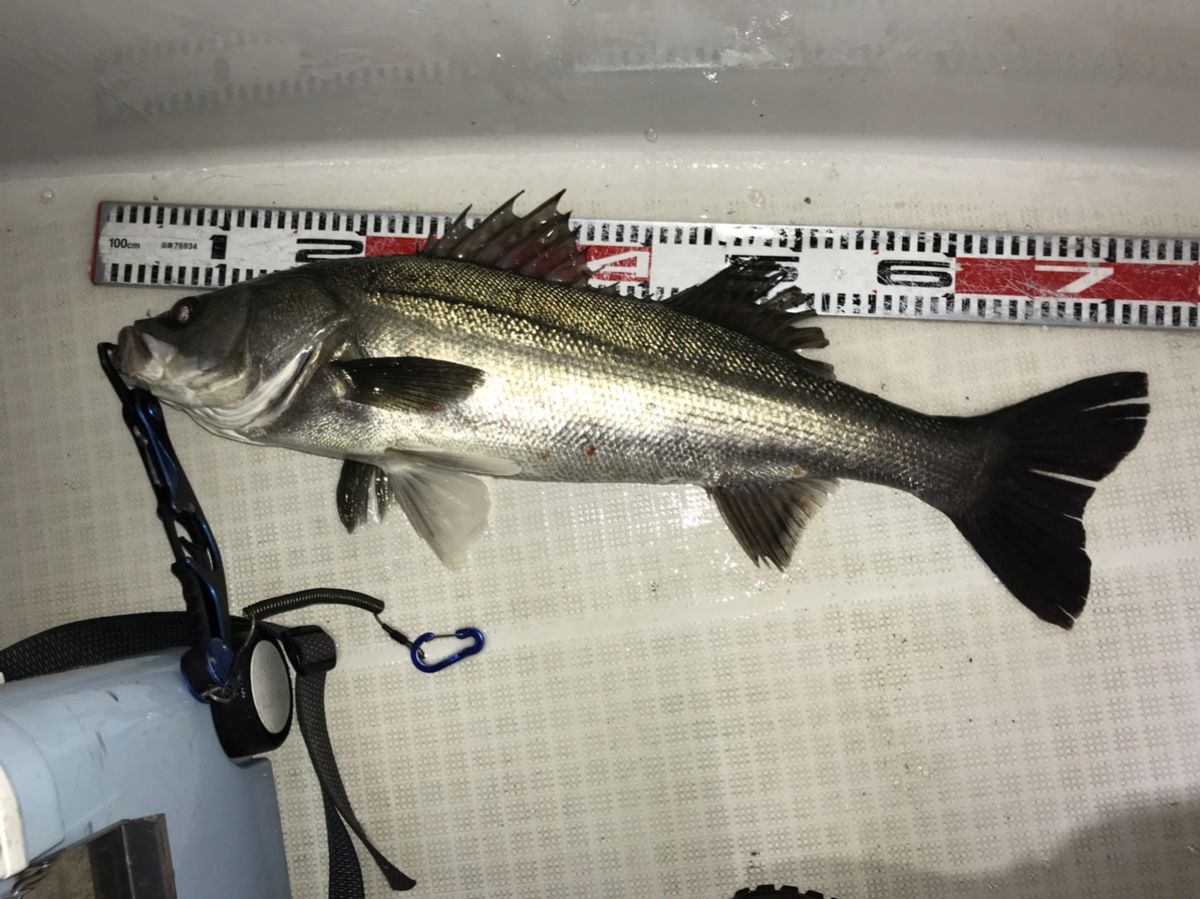 kan777(江戸前)さんの釣果 2枚目の画像