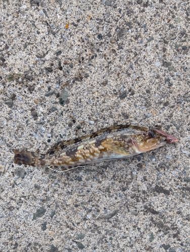 アイナメの釣果