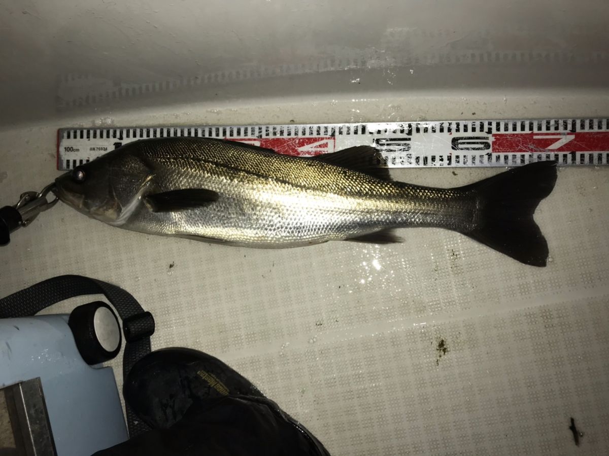 kan777(江戸前)さんの釣果 2枚目の画像