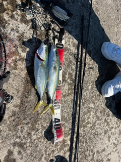 ツバイソの釣果