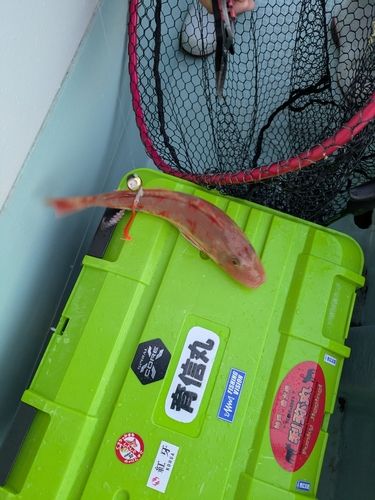 ホウボウの釣果