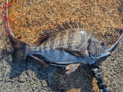 隅田川小名木川合流