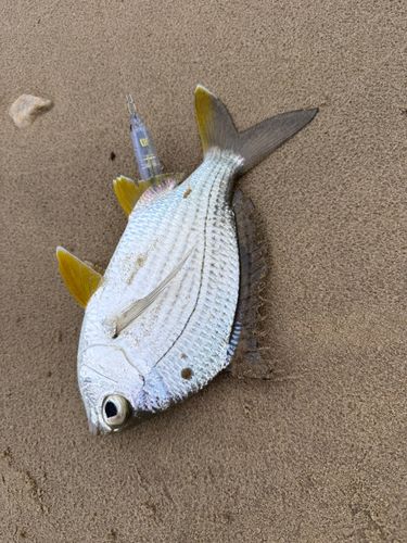 クロサギの釣果