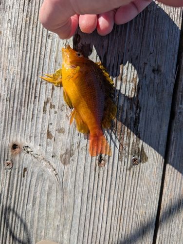 オキゴンベの釣果