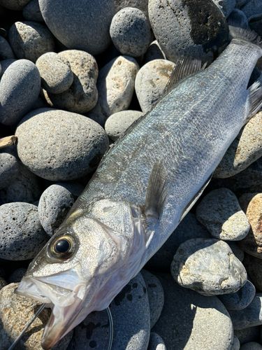 ヒラスズキの釣果