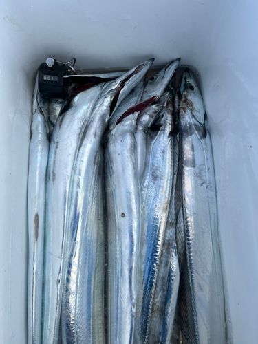 タチウオの釣果