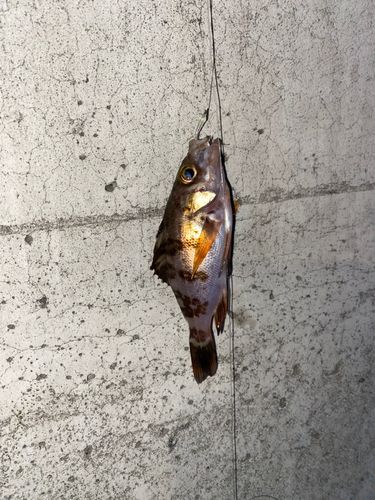 シロメバルの釣果