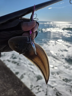 ウシノシタの釣果