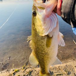 ラージマウスバス