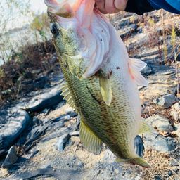 ラージマウスバス