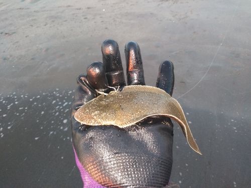 シタビラメの釣果