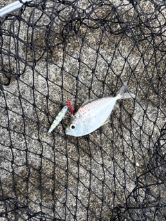 コバンヒイラギの釣果