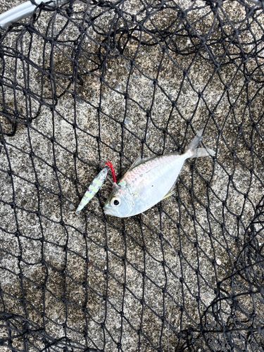 コバンヒイラギの釣果