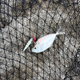 コバンヒイラギ