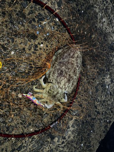 モンゴウイカの釣果