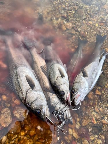 スズキの釣果