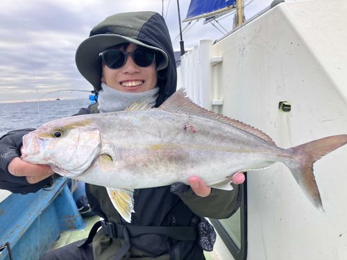 カンパチの釣果
