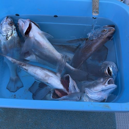 クログチの釣果