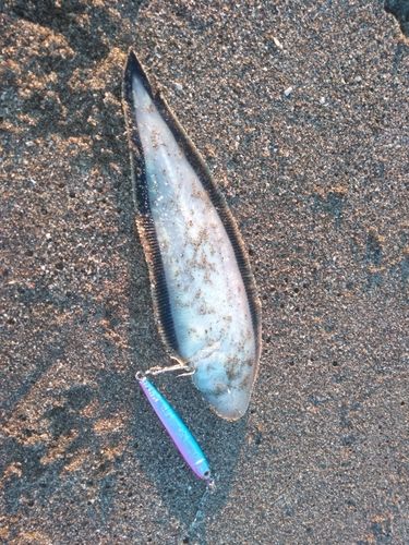 シタビラメの釣果