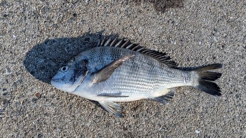 チヌの釣果