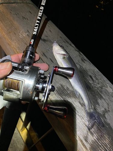 セイゴ（マルスズキ）の釣果