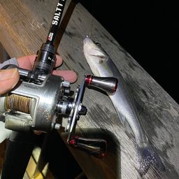 セイゴ（マルスズキ）