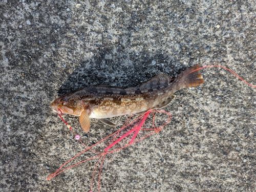 アイナメの釣果