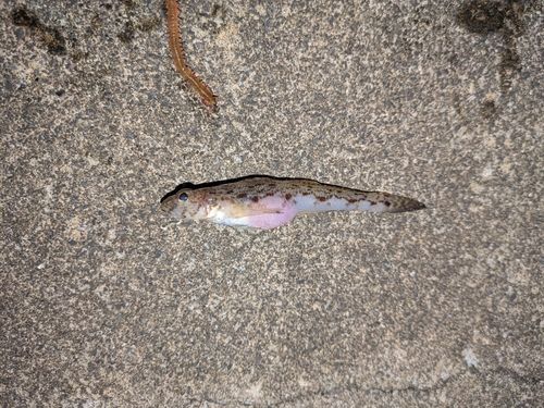 船越湾（岩手）