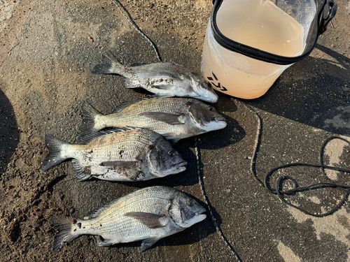 クロダイの釣果