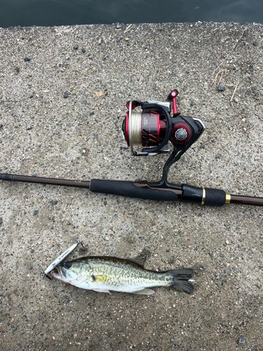 ラージマウスバスの釣果