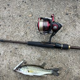 ラージマウスバス