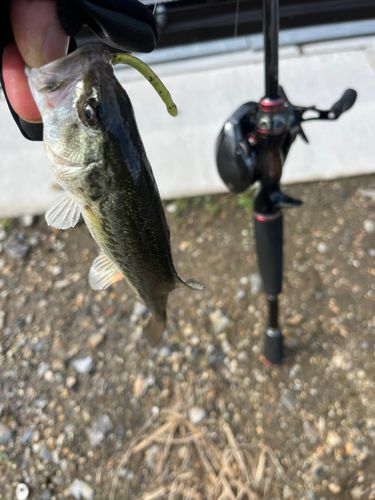 ラージマウスバスの釣果