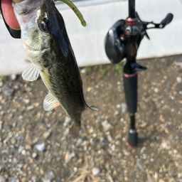 ラージマウスバス