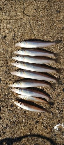 シロギスの釣果