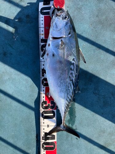 鴨池海づり公園